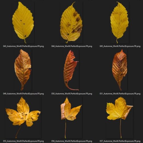 AUTOMNE (Échantillons Gratuits) – Image 2