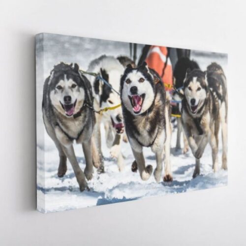 Chien des Neiges du Mont-Dore - Toile Murale – Image 2