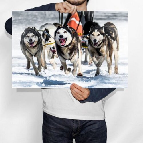 Chien des Neiges du Mont-Dore - Toile Murale – Image 3