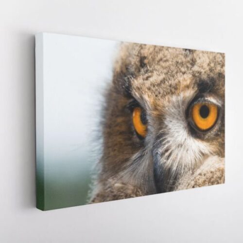 Regard du Hibou Grand-Duc - Toile Murale – Image 2