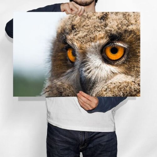 Regard du Hibou Grand-Duc - Toile Murale – Image 3