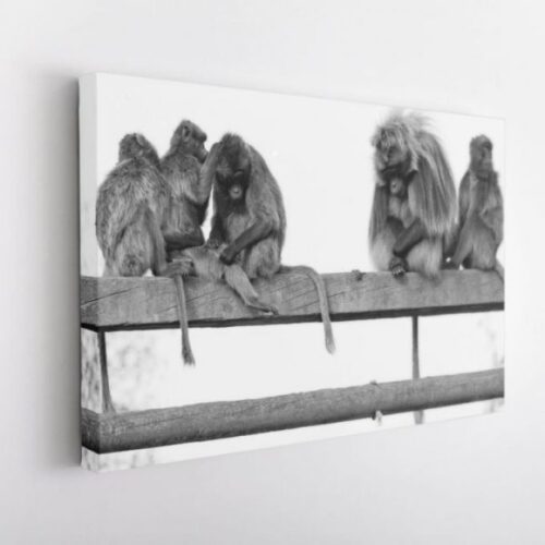 Harem de Geladas - Toile Murale – Image 2