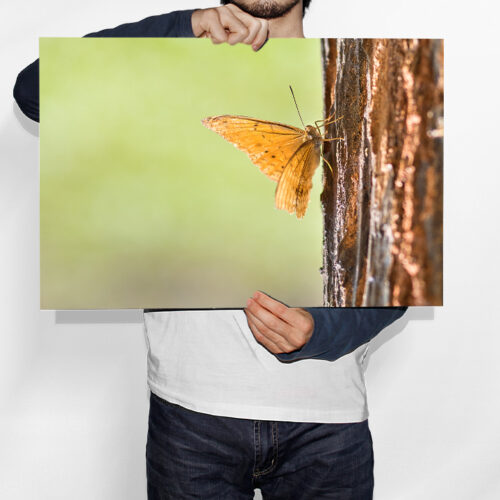 Papillon Vindula Arsinoe - Toile Murale – Image 2