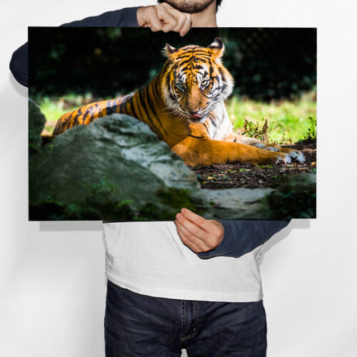 La Faim du Tigre - Toile Murale – Image 2