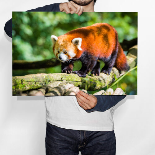 Balade du Panda Rouge - Toile Murale – Image 2