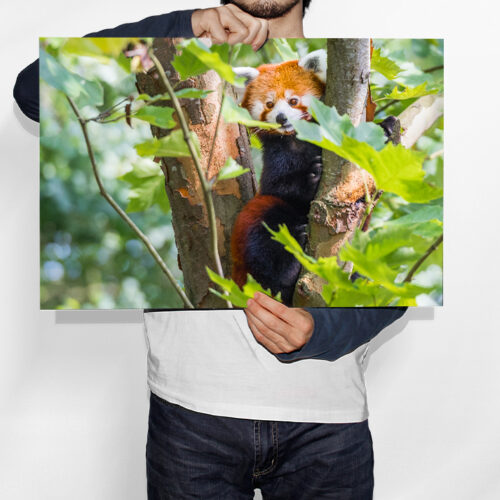 L'Observateur, Panda Rouge - Toile Murale – Image 2