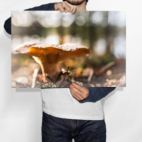 Champignon et sa Forêt - Toile Murale – Image 2