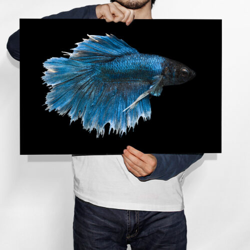 Combattant du Siam, Betta Splendens - Toile Murale – Image 2