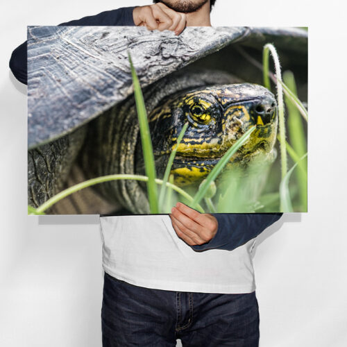 Tortue Sauvage à Tête Jaune - Toile Murale – Image 2