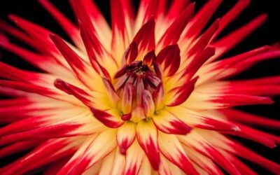 13 Conseils pour Réussir des Photos de Fleurs Créatives