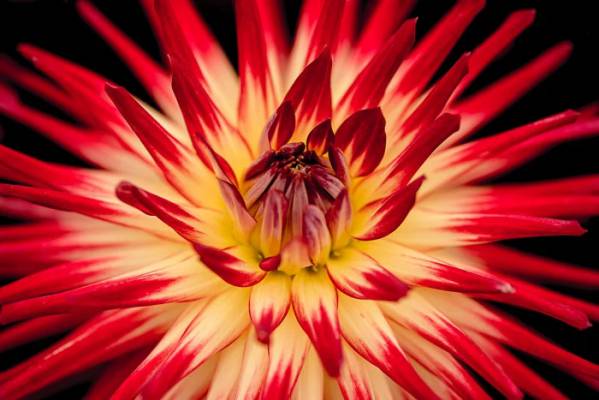 13 Conseils pour Réussir des Photos de Fleurs Créatives