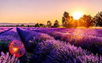 12 Secrets pour Réussir de Magnifiques Photos