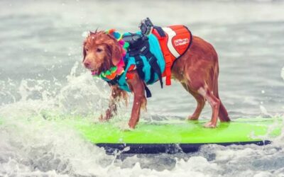 Quelle est la meilleure ouverture pour la photographie animalière ?