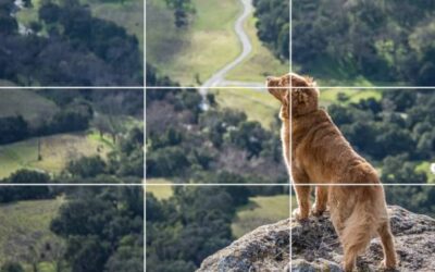 Qu’est-ce que la règle des tiers et comment l’utiliser en photographie ?